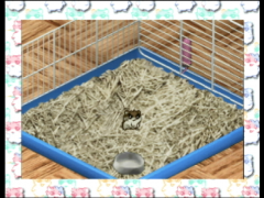 Hamster (Hamster Monogatari 64)